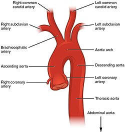 2121 Aorta.jpg