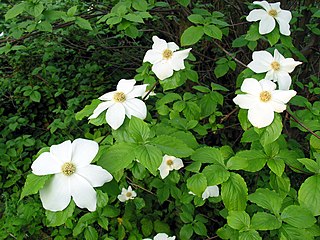 <i>Cornus nuttallii</i> Species of plant