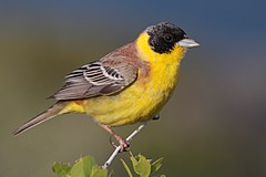 28-090504-black-headed-bunting-at-first-layby.jpg