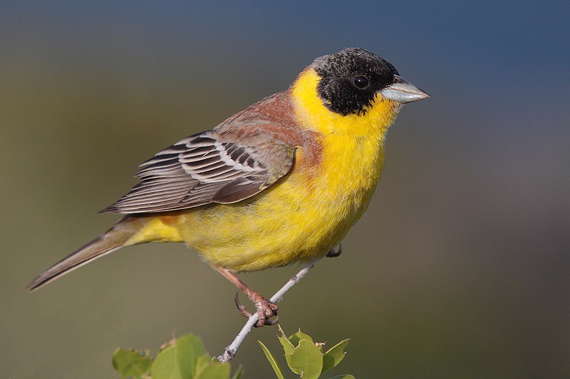 File:28-090504-black-headed-bunting-at-first-layby.jpg