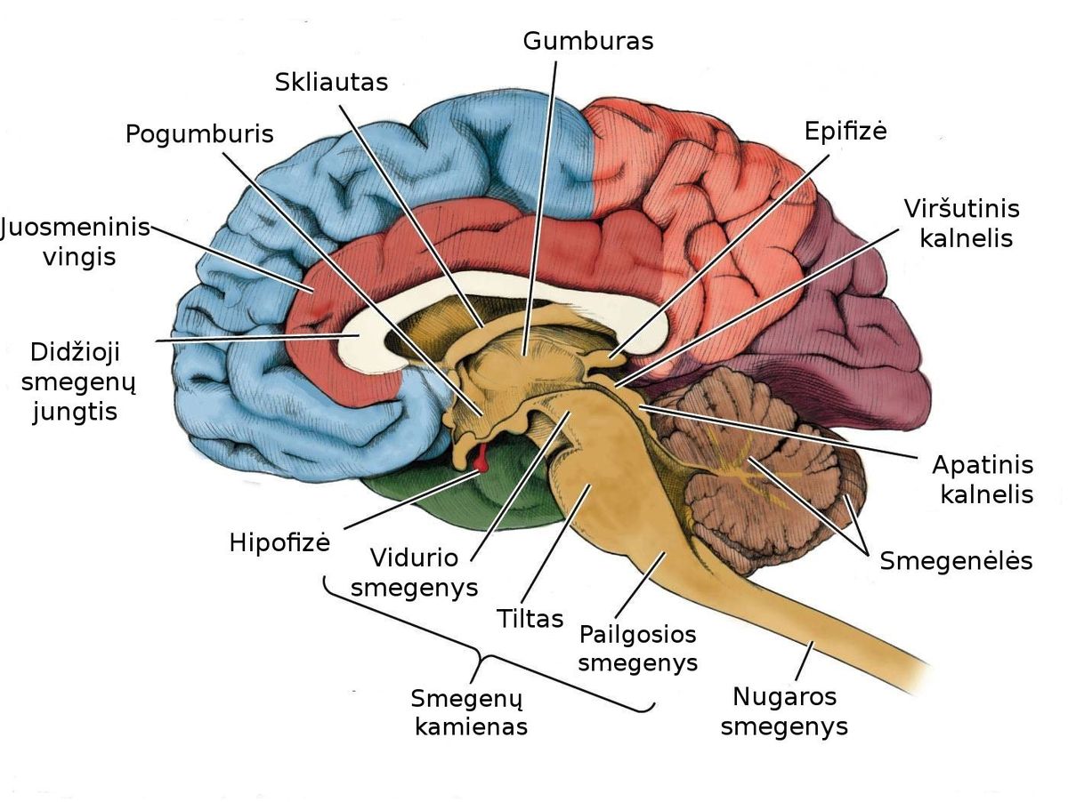 File:Igors Rausis2.jpg - Wikimedia Commons