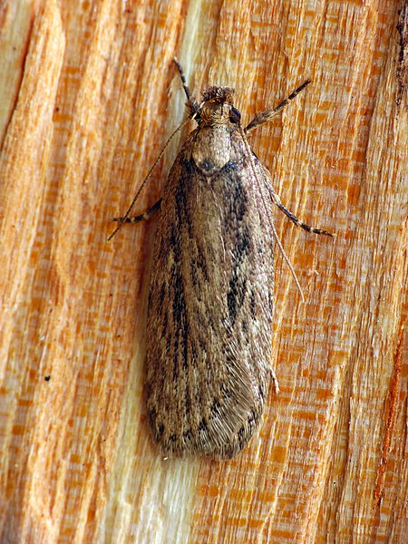 File:32.036 BF672 Parsnip Moth, Depressaria radiella (8635833514).jpg