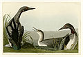 346. Black-Throated Diver