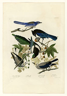 Color drawing of different birds in the branches