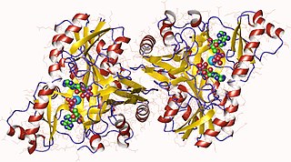 <span class="mw-page-title-main">Biotin carboxylase</span> Class of enzymes