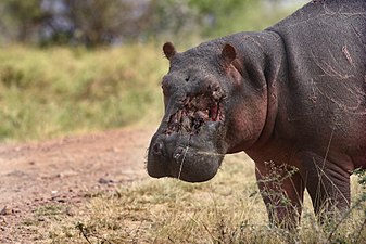"9335_Serengeti_Hippo_JF.jpg" by User:Wolves201