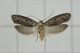 Ethmia lapidella