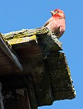 Thumbnail for File:AFile-Purple finch in Sonoma California - Sarah Stierch - C.jpg