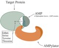 AMPylation After.tif