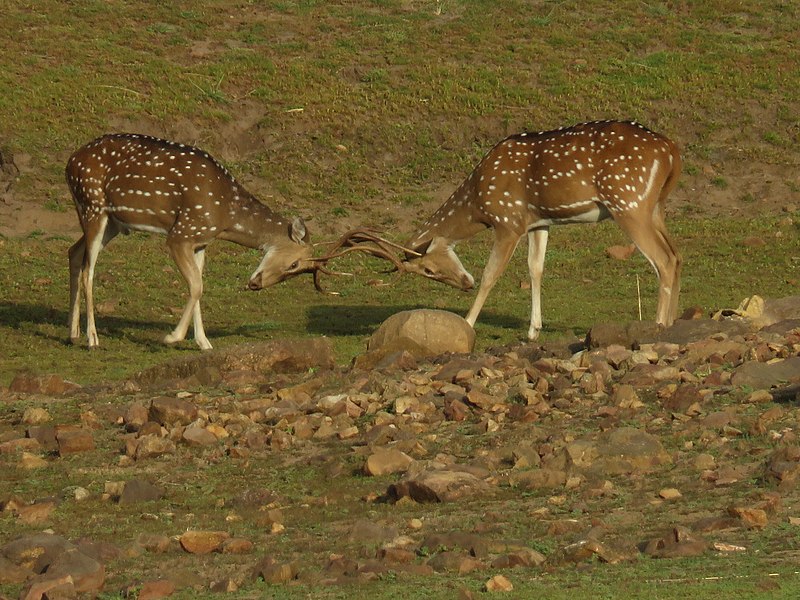 File:A deer Fight.jpg