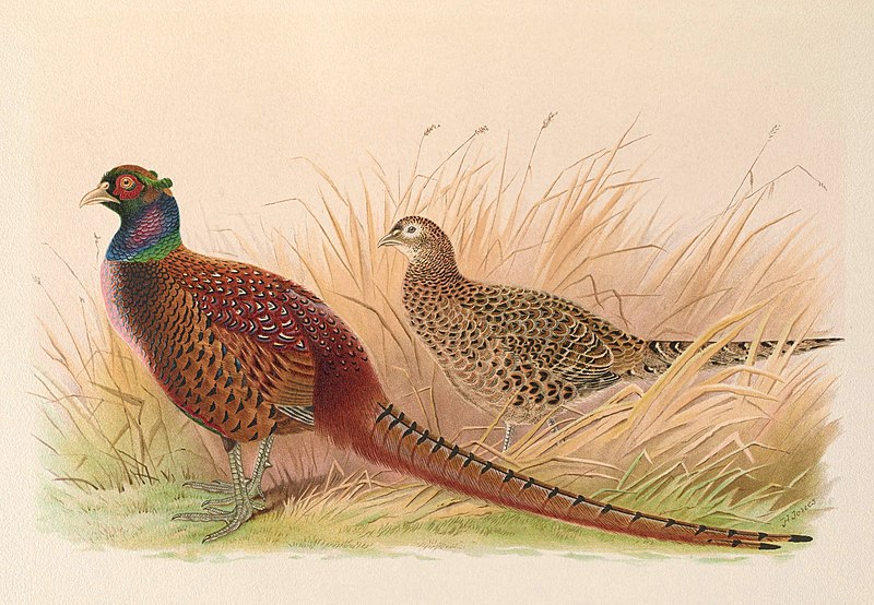 File:A monograph of the pheasants (10052517376).jpg