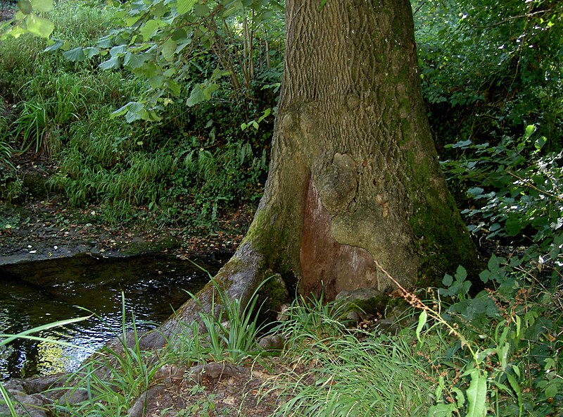 File:A shrouding tree - geograph.org.uk - 5871452.jpg