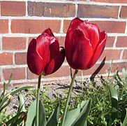 Tulipe de jardins.
