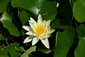 * Nomination: A white waterlily in Palamós, Catalonia, Spain --Kritzolina 06:41, 19 July 2022 (UTC) * * Review needed