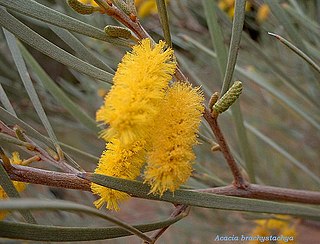 <i>Acacia brachystachya</i> Species of plant