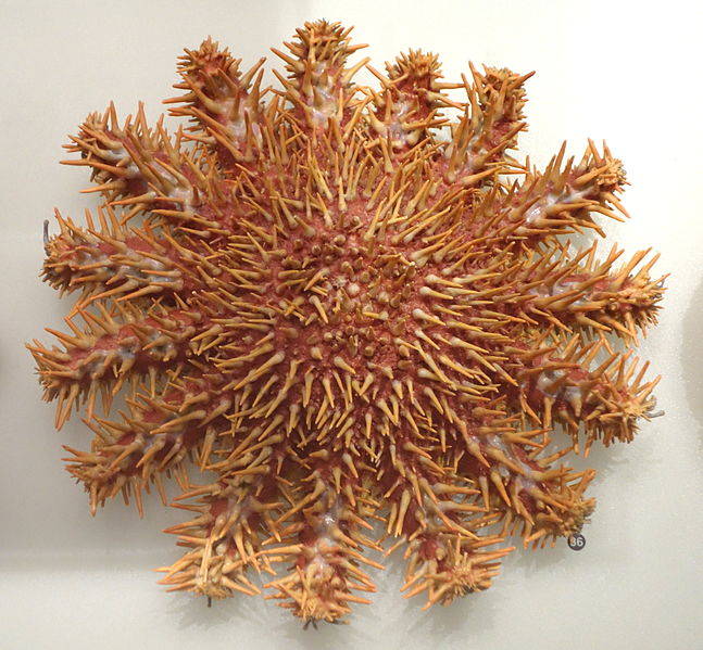 File:Acanthaster planci - National Museum of Nature and Science, Tokyo - DSC07039.JPG