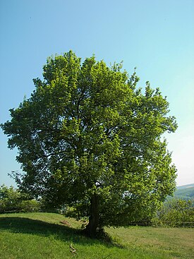 Niverävaahtera (Acer campestre)