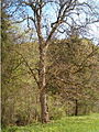 Bergahorn (Acer pseudoplatanus) Sapindaceae, Habitus