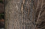 Thumbnail for File:Acer saccharum 'Green Mountain' Trunk Bark.JPG