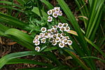 Thumbnail for Achillea alpina