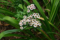 Achillea alpina