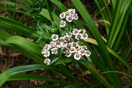 Achillea_alpina