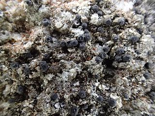 <i>Acrocordia</i> Genus of lichen-forming fungi