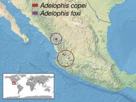 Adelophis sp. distribution.png