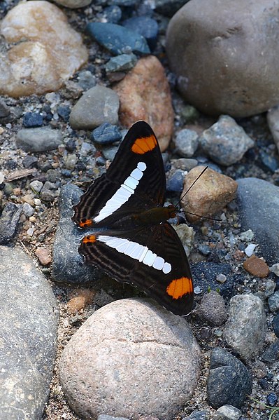 File:Adelpha iphicleola thessalita (Nymphalidae- Limenitidinae- Limenitidini) (29683482251).jpg