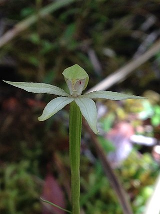 <i>Adenochilus gracilis</i> Species of flowering plant