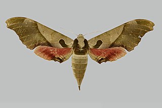 <i>Adhemarius blanchardorum</i> Species of moth