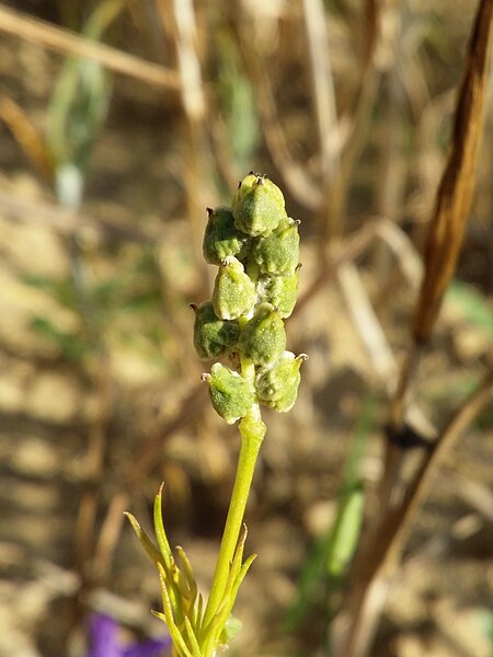 File:Adonis flammea sl118.jpg