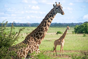 Deux girafes adultes.
