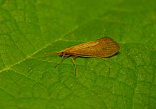 Adult Sequatchie caddislfy.  Credito- Kevin Moulton, UT (15046979024) .jpg