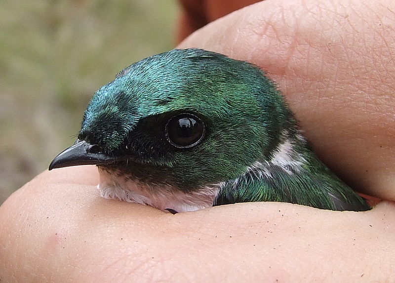 File:Adult female Hispaniolan Golden Swallow in hand.jpg