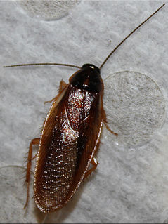 <i>Parcoblatta bolliana</i> Species of cockroach