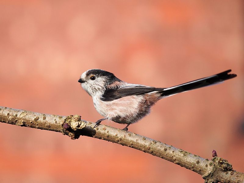 Foto de Two European long-tailed tits, latin name Aegithalos