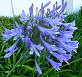 Agapanthus