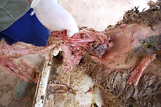 extraction of viscera of a lamb with strophosomia Agnlaedje monse.jpg