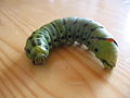 Agrius convolvuli, caterpillar.jpg