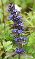 Blue Bugle (Ajuga genevensis)