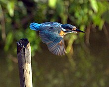 Die Jagst ist ein wichtiges Rückzugsgebiet des Eisvogels