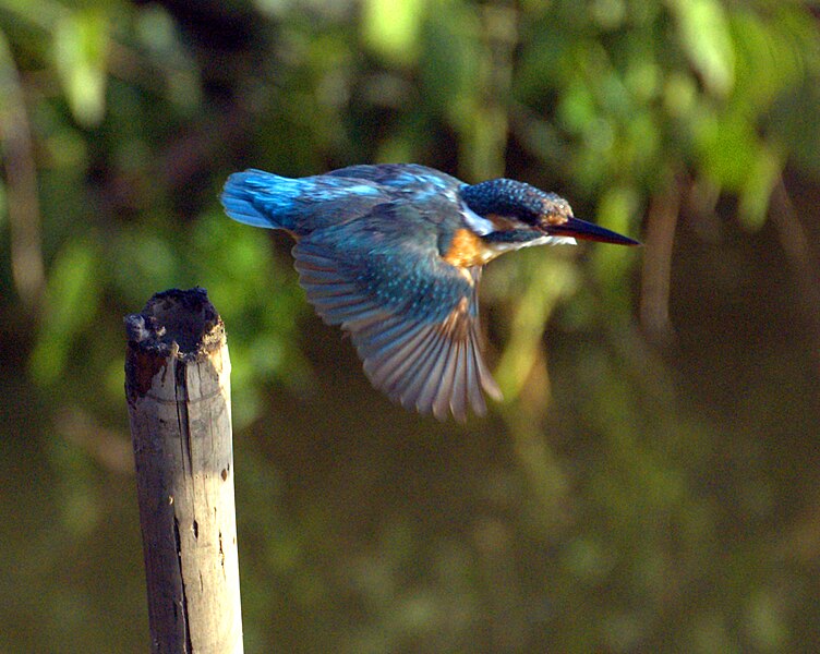 Eisvogel im Flug