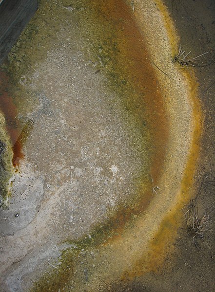 File:Algae in stream from hot pool.jpg