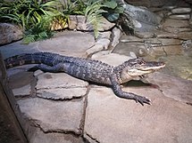 Aligator yn Sw Canberra yn Awstralia