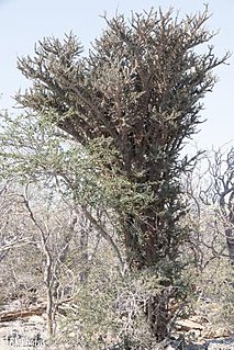 <i>Alluaudia comosa</i> Species of flowering plant