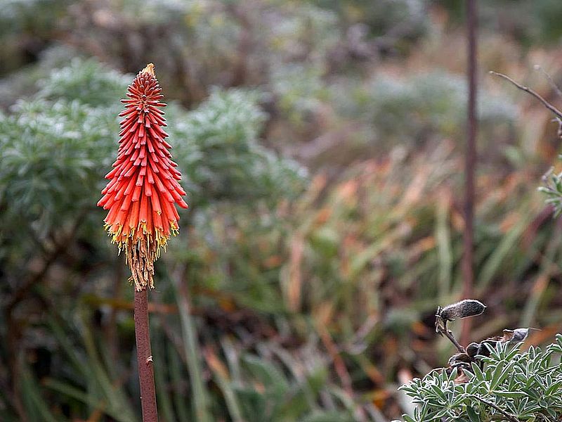 File:Aloe flower.jpg