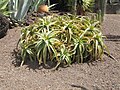 Wilde Aloe (Aloe arborescens)?