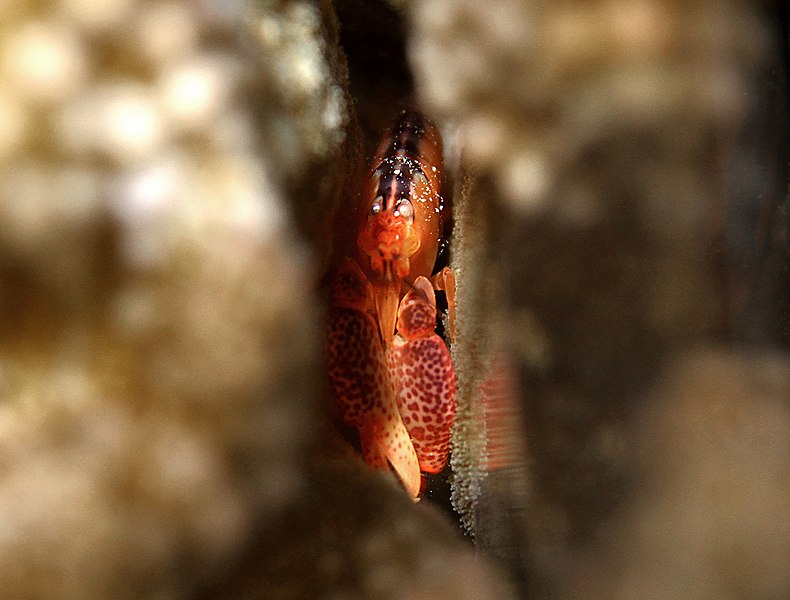 File:Alpheus lottini, caché dans un Pocillopora.JPG