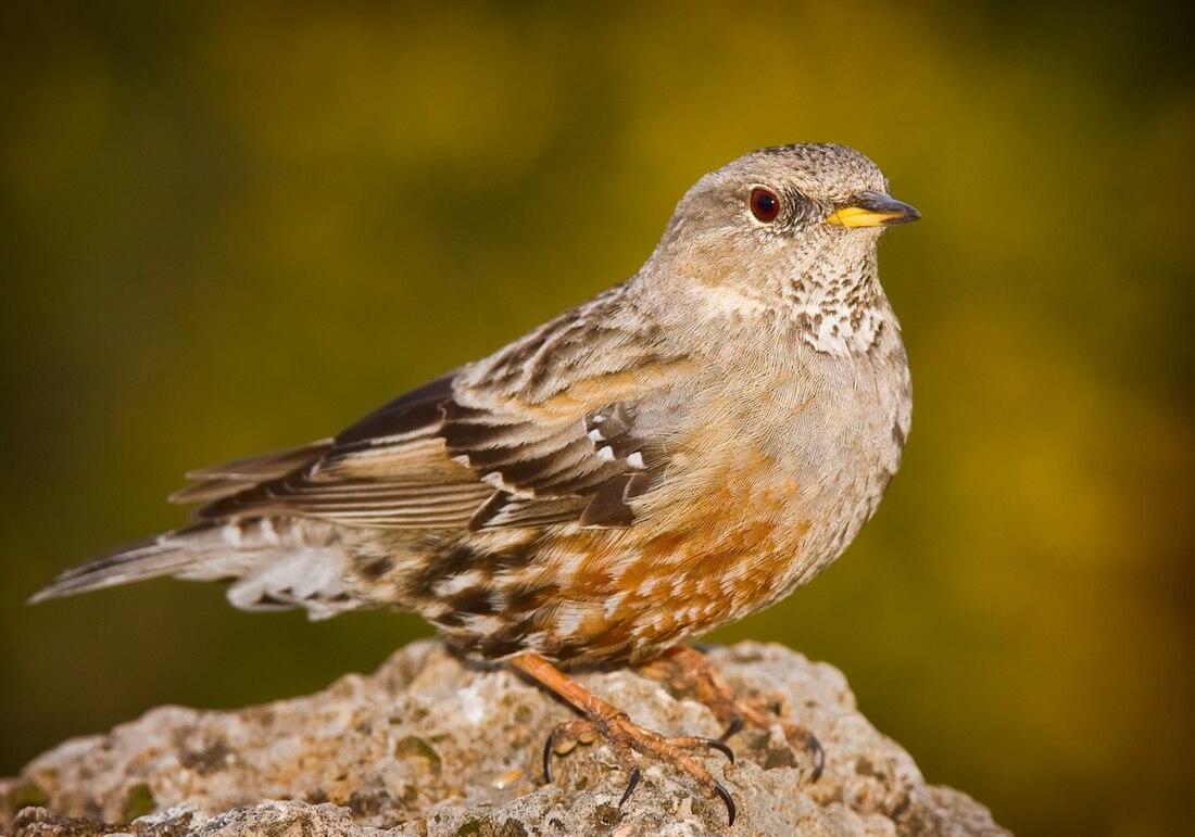 File:Alpine accentor saganta.jpg